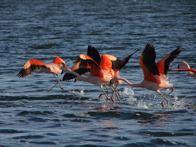 Flamencos del Lago Epecuén
